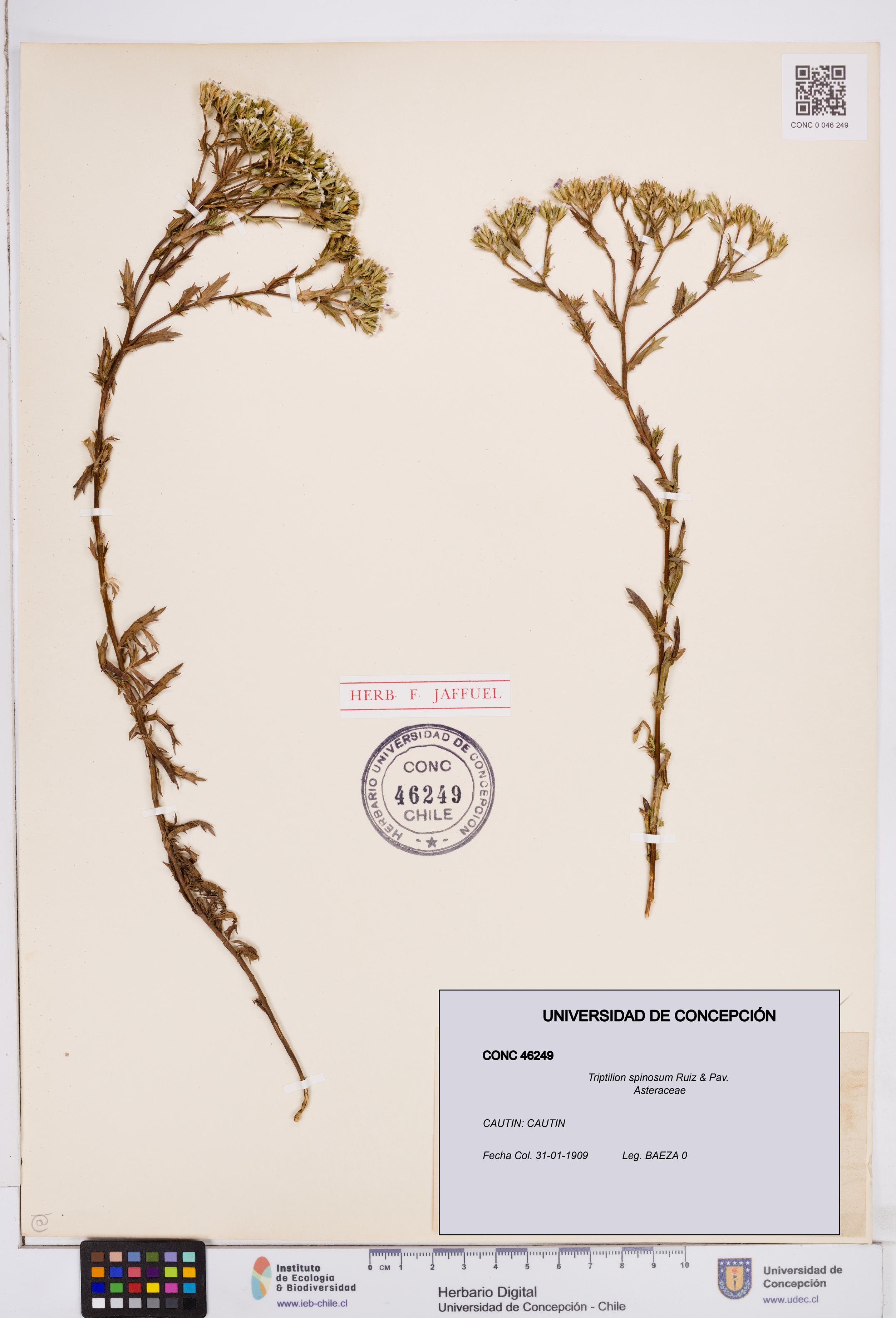 Triptilion spinosum [Espécimen: ]