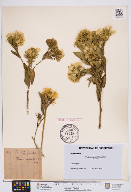Trixis cacalioides [Espécimen: ]