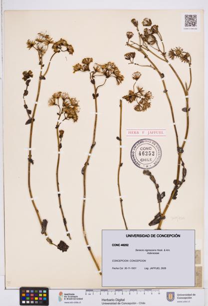 Senecio nigrescens [Espécimen: ]