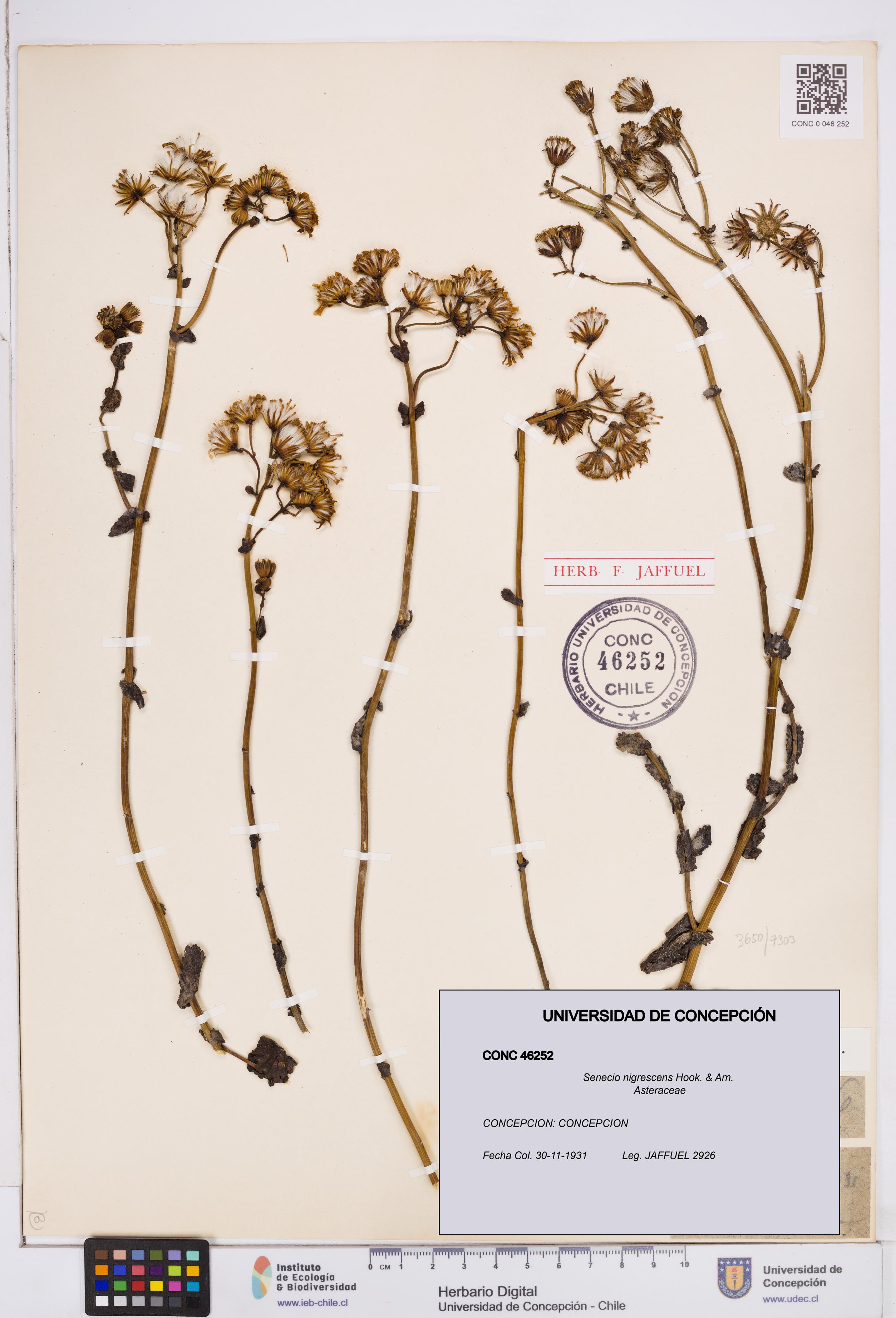 Senecio nigrescens [Espécimen: ]