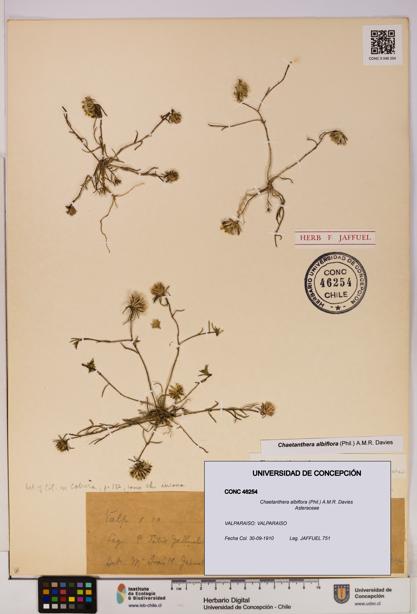 Chaetanthera albiflora [Espécimen: UDEC:CONC:0046254]