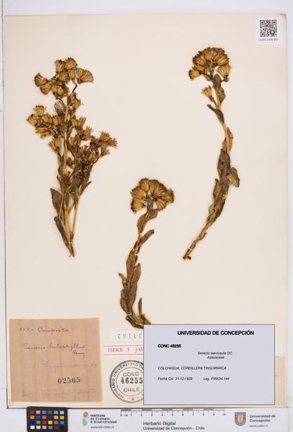 Senecio laevicaulis [Espécimen: ]