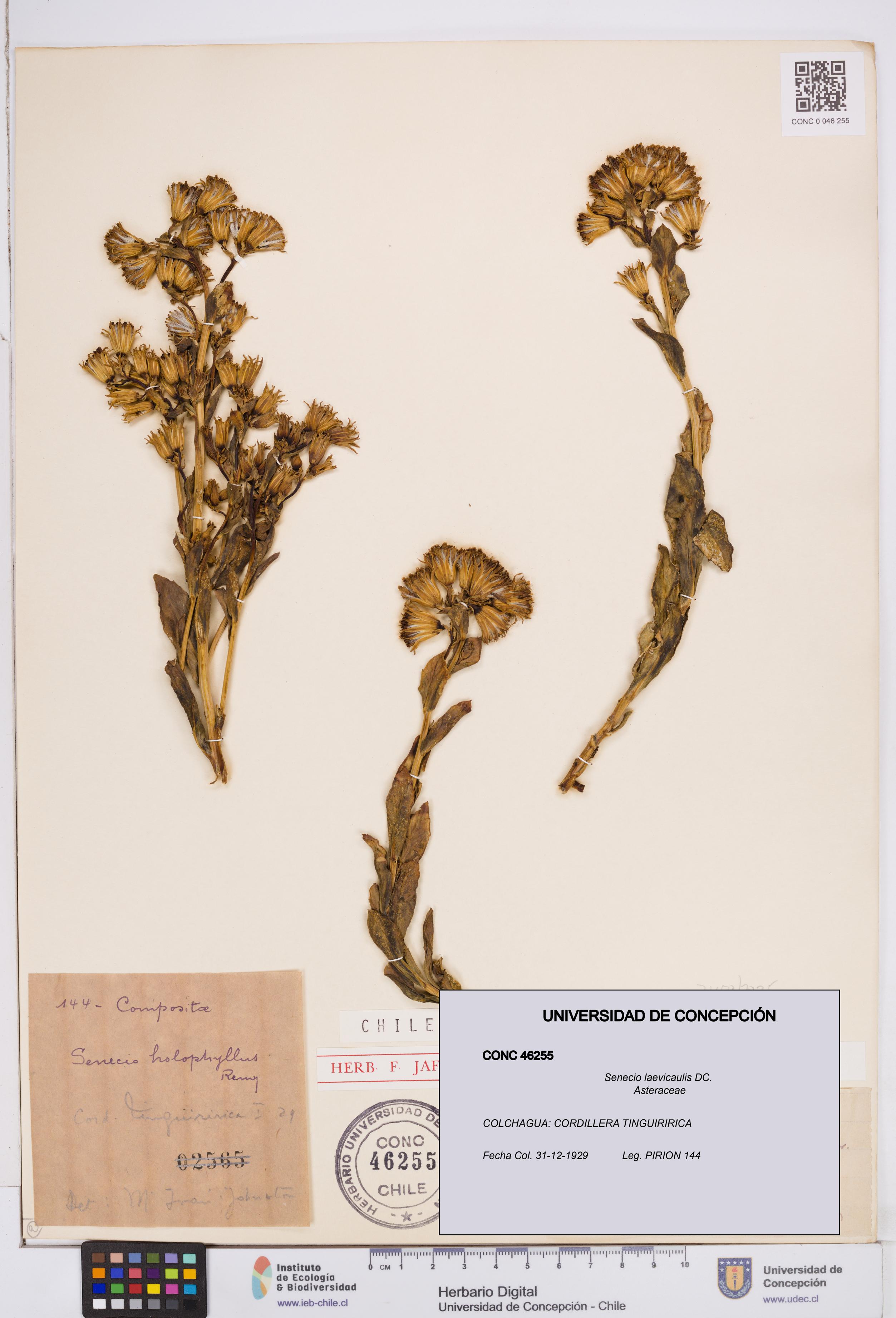 Senecio laevicaulis [Espécimen: ]