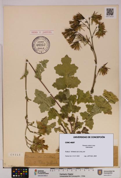 Perezia nutans [Espécimen: UDEC:CONC:0046257]