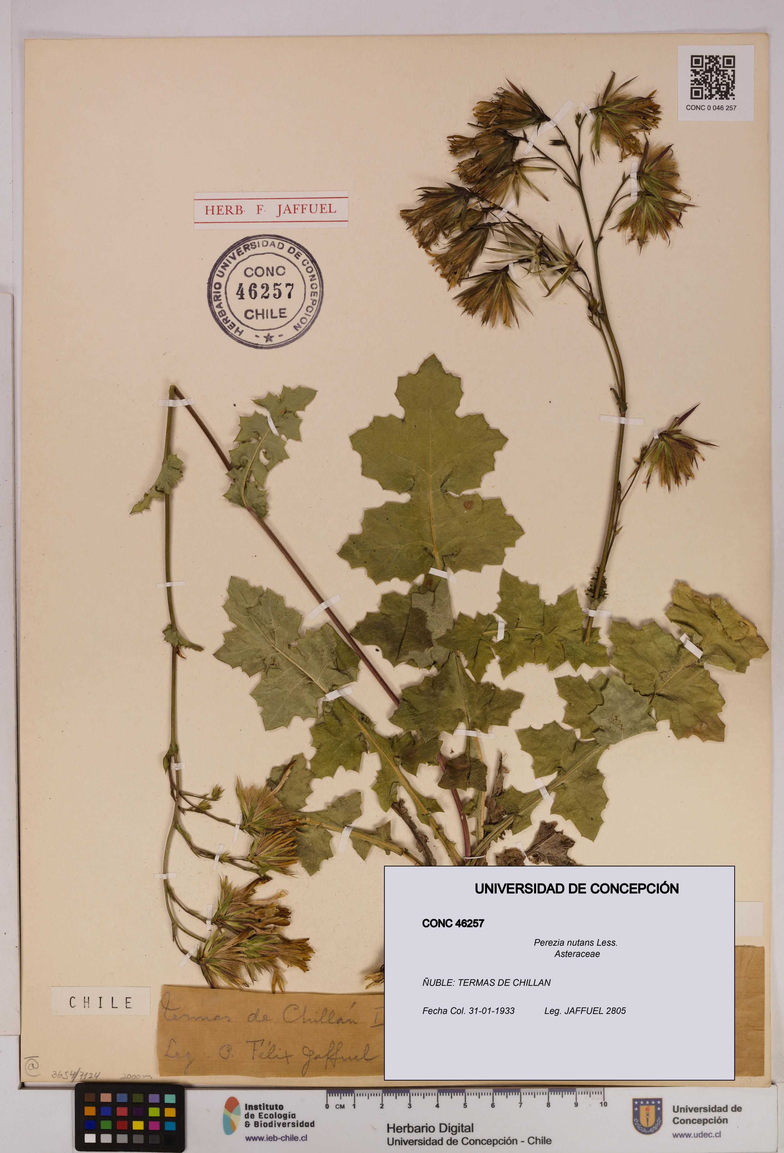 Perezia nutans [Espécimen: UDEC:CONC:0046257]