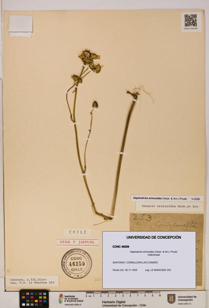 Haplosticha arnicoides [Espécimen: UDEC:CONC:0046259]