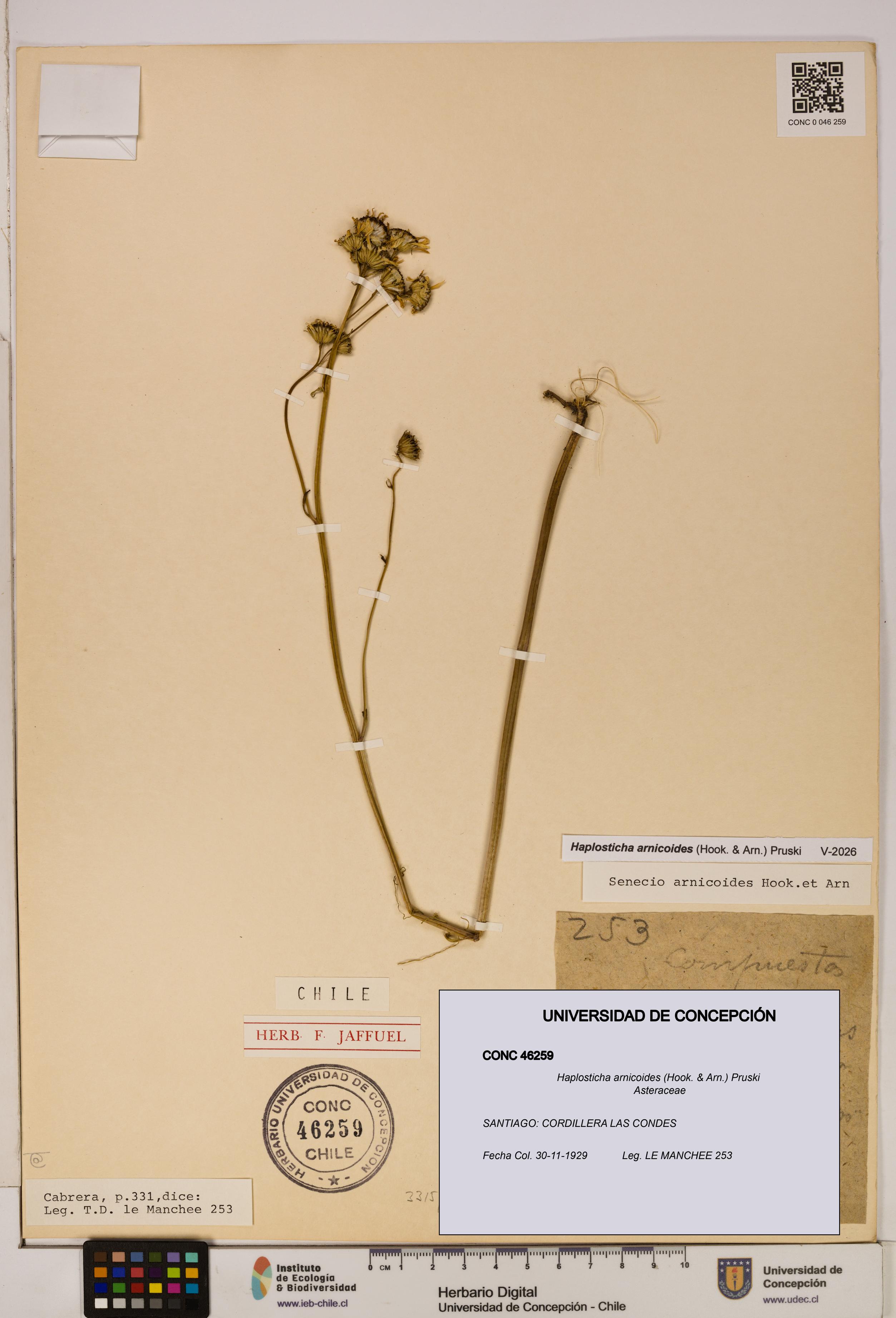 Haplosticha arnicoides [Espécimen: UDEC:CONC:0046259]