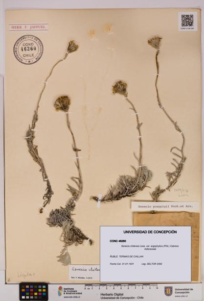 Senecio chilensis var. argophyllus [Espécimen: UDEC:CONC:0046260]