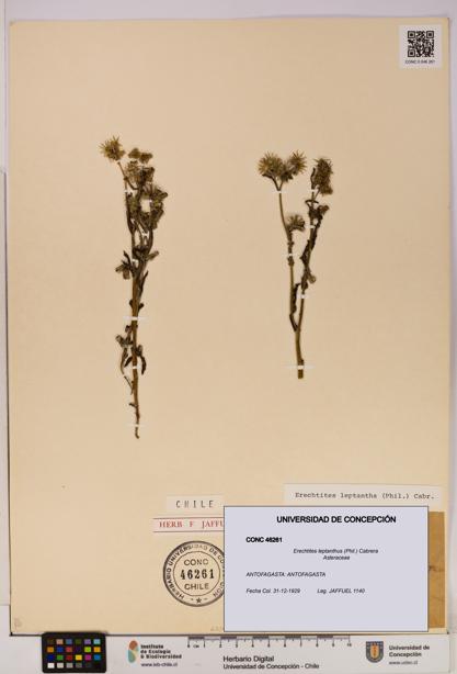 Erechtites leptanthus [Espécimen: ]