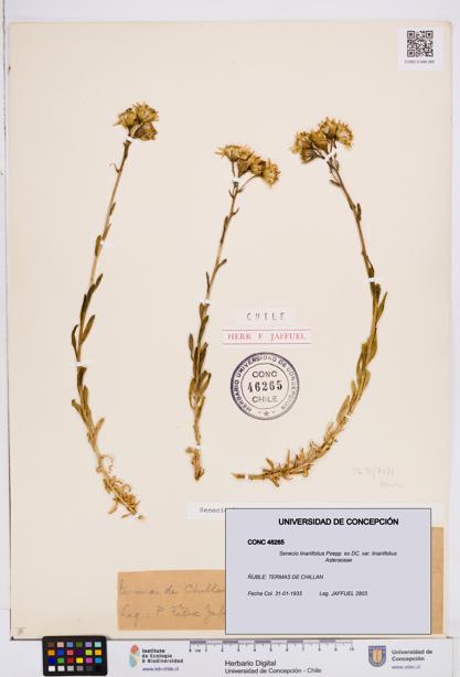 Senecio linariifolius var. linariifolius [Espécimen: ]