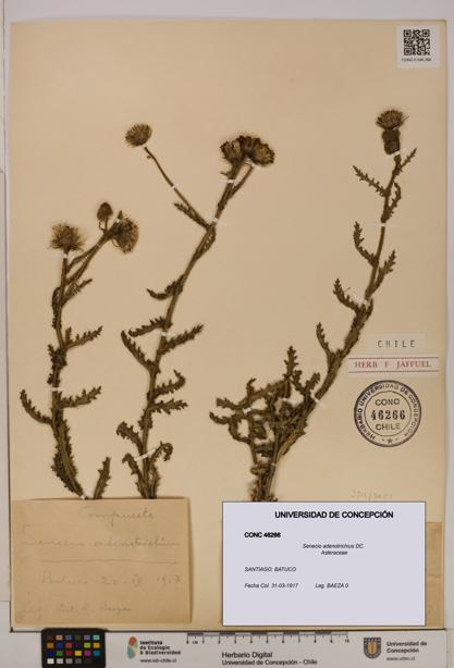Senecio adenotrichius [Espécimen: UDEC:CONC:0046266]