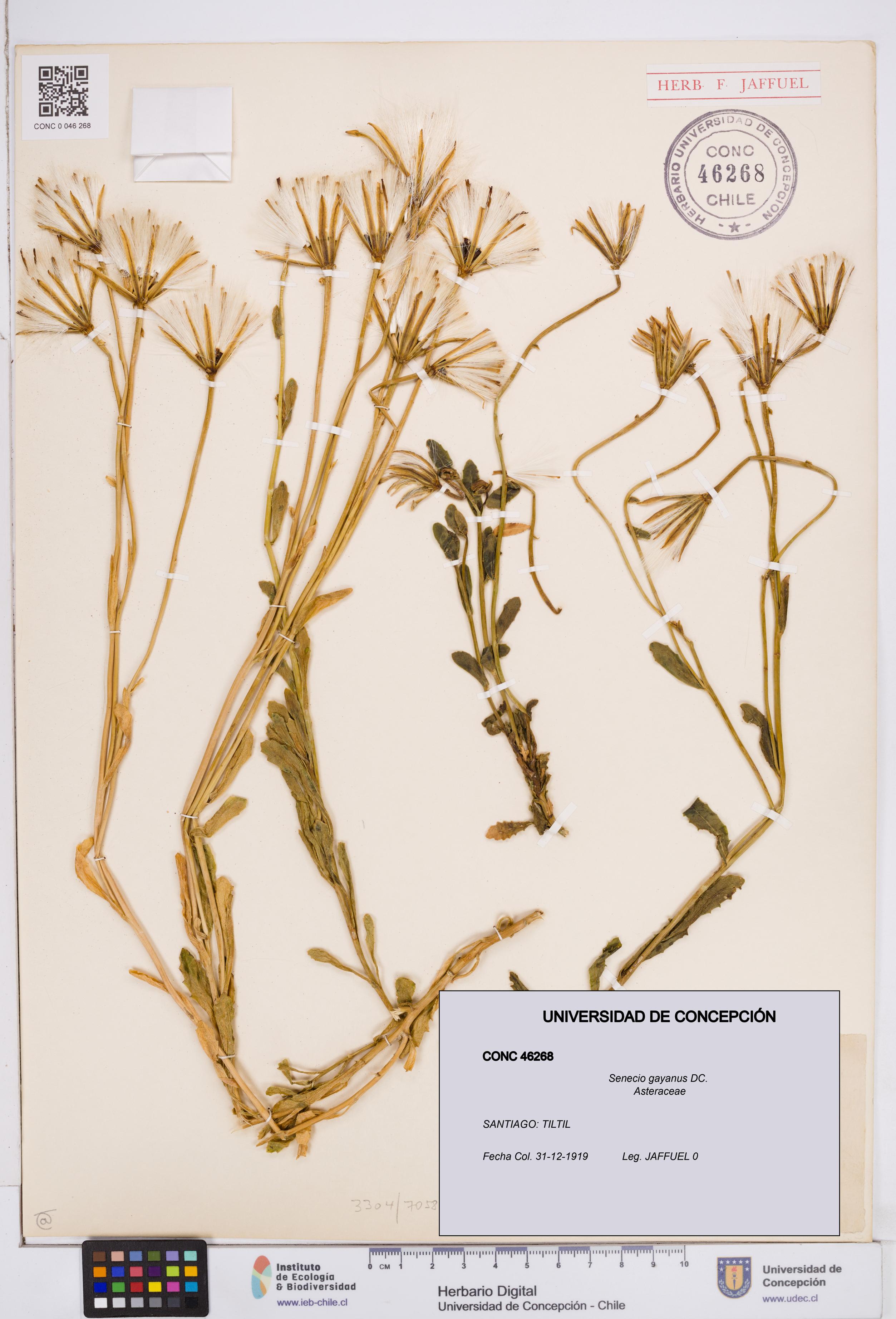 Senecio gayanus [Espécimen: ]
