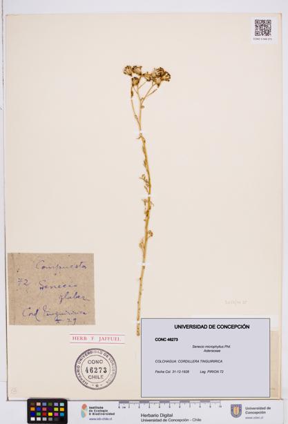 Senecio microphyllus [Espécimen: ]