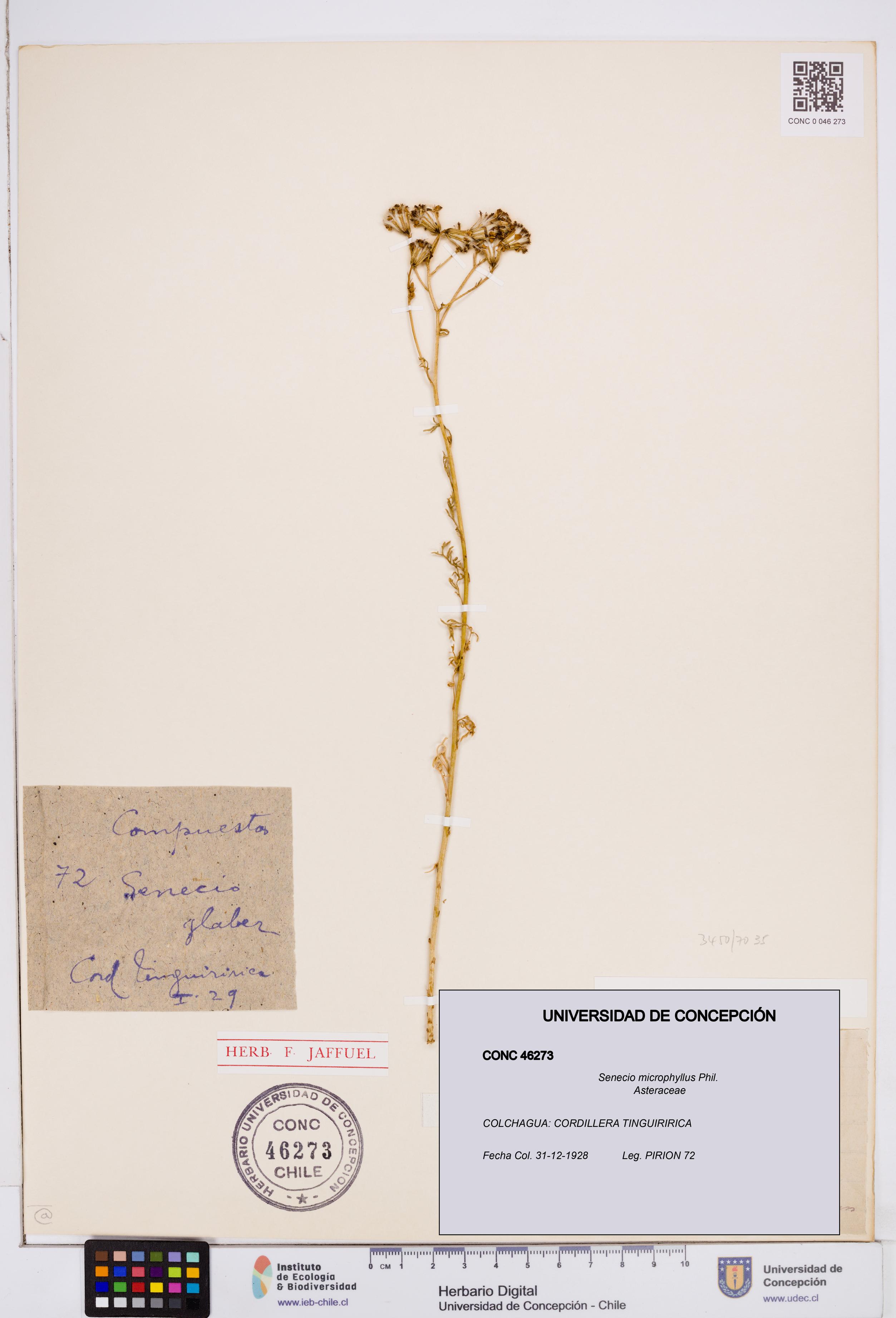 Senecio microphyllus [Espécimen: ]