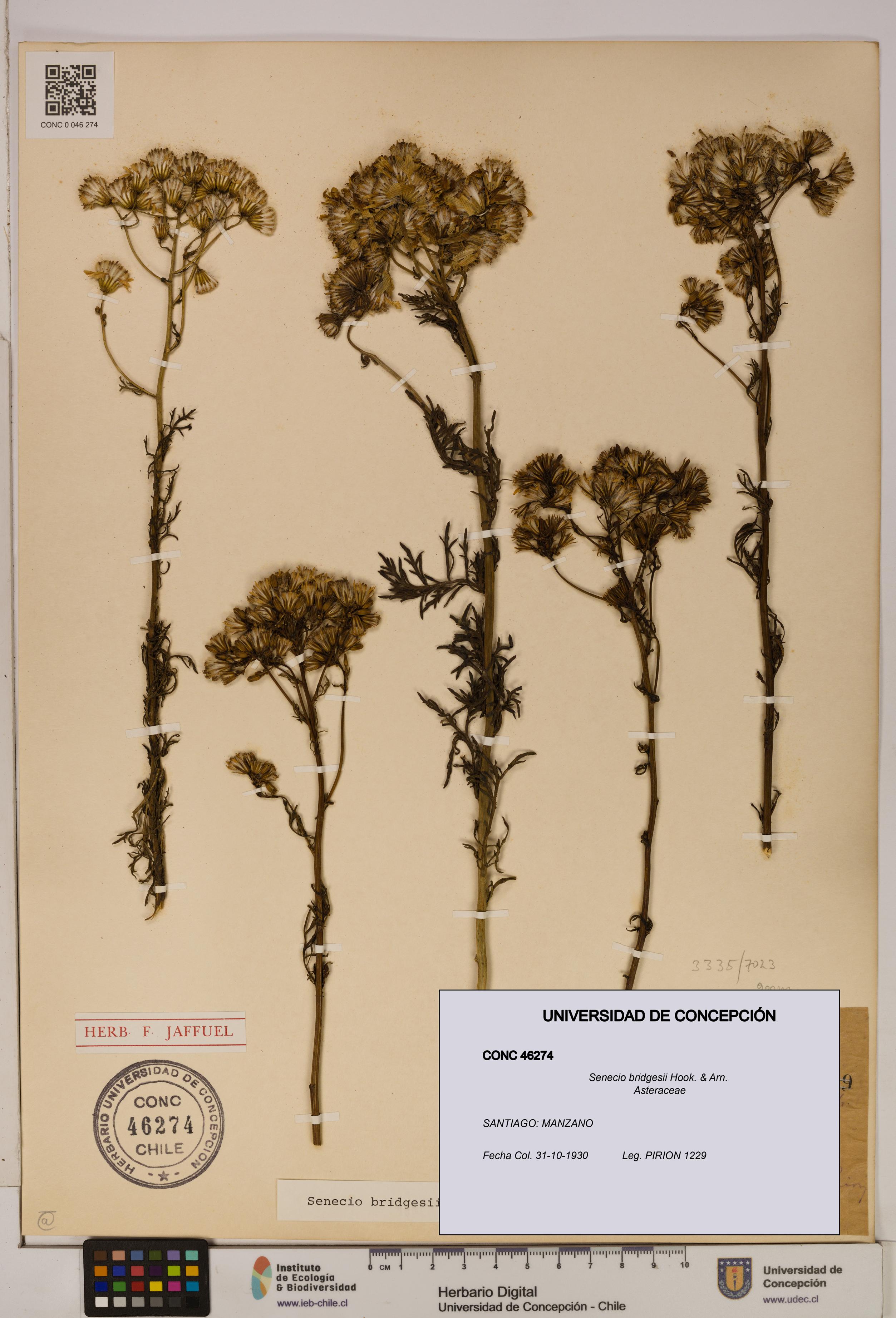 Senecio bridgesii [Espécimen: UDEC:CONC:0046274]
