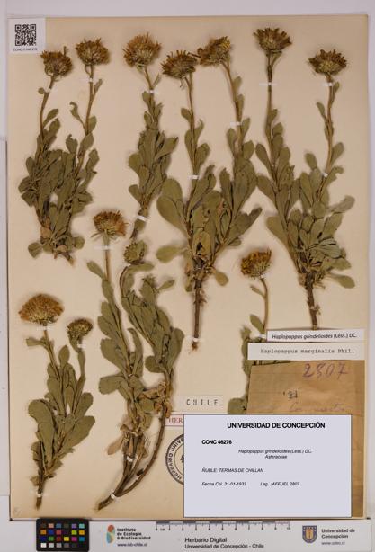 Haplopappus grindelioides [Espécimen: UDEC:CONC:0046276]