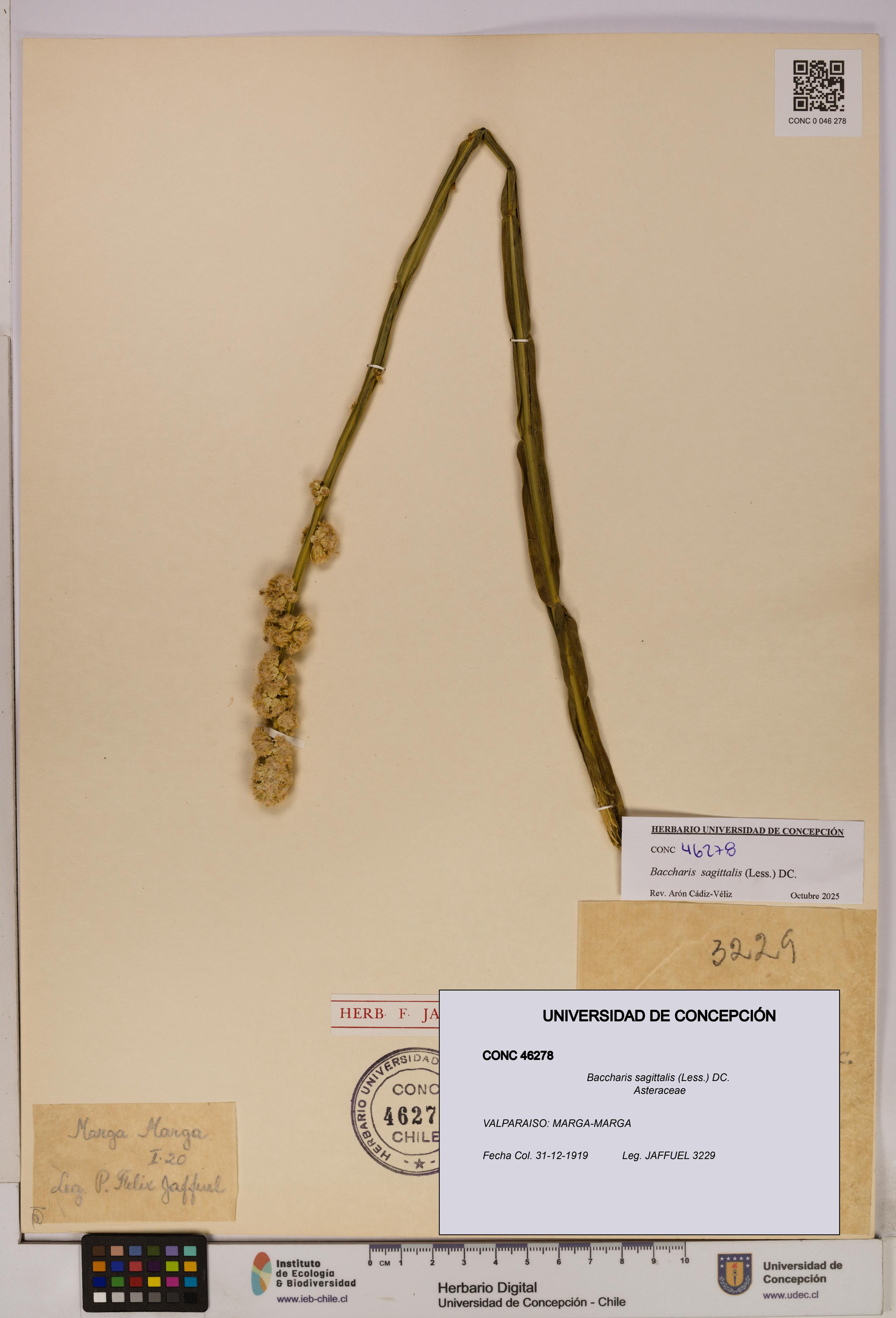 Baccharis sagittalis [Espécimen: UDEC:CONC:0046278]