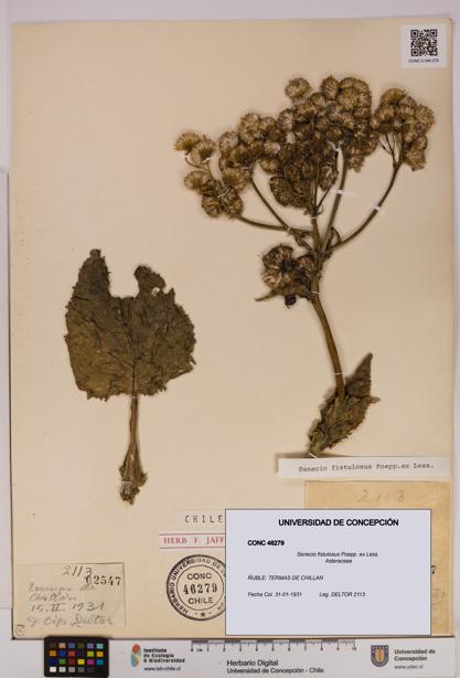 Senecio fistulosus [Espécimen: UDEC:CONC:0046279]