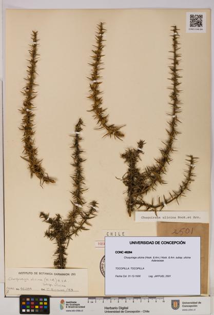 Chuquiraga ulicina subsp. ulicina [Espécimen: UDEC:CONC:0046284]