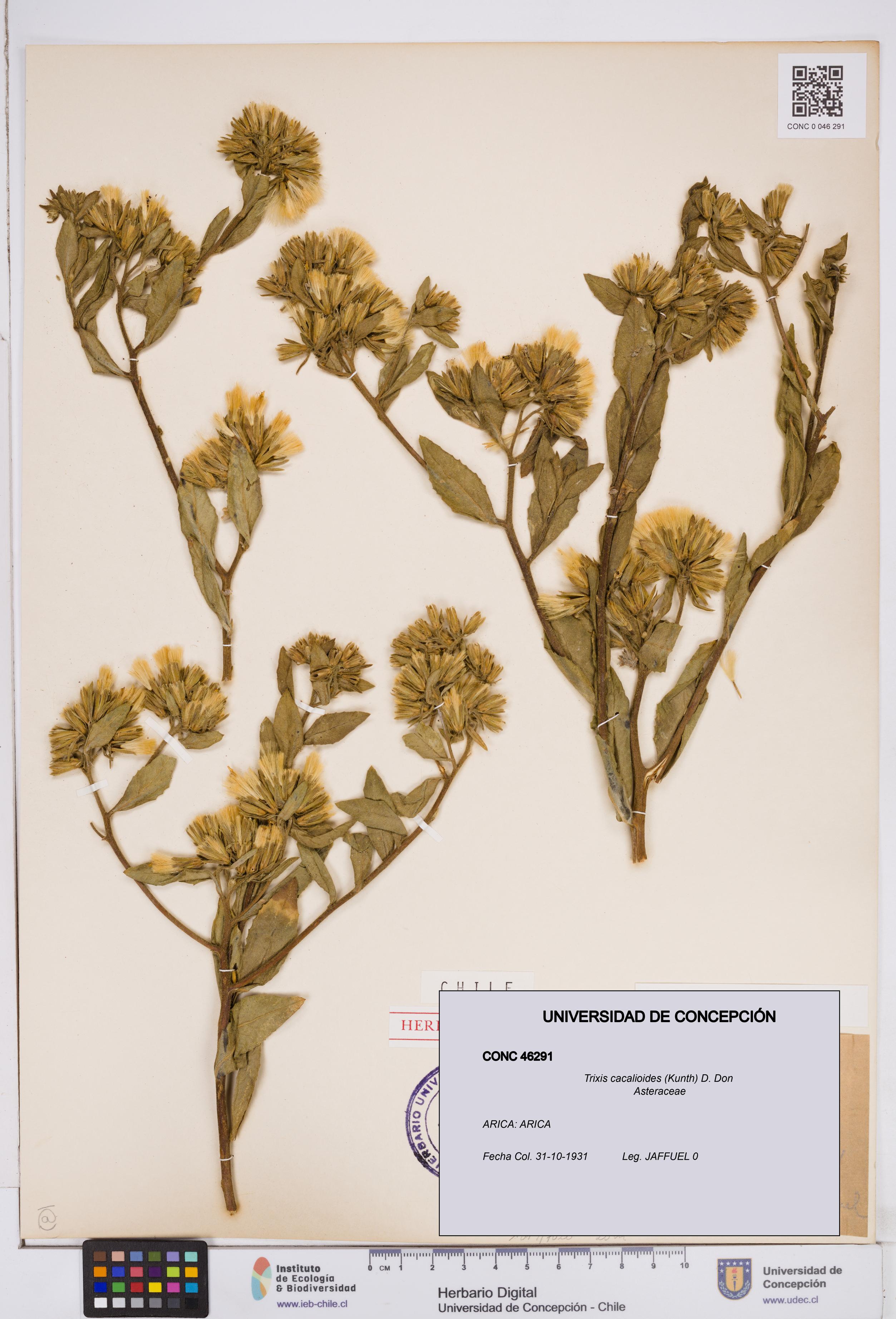 Trixis cacalioides [Espécimen: ]