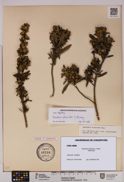 Baccharis elaeoides [Espécimen: UDEC:CONC:0046296]