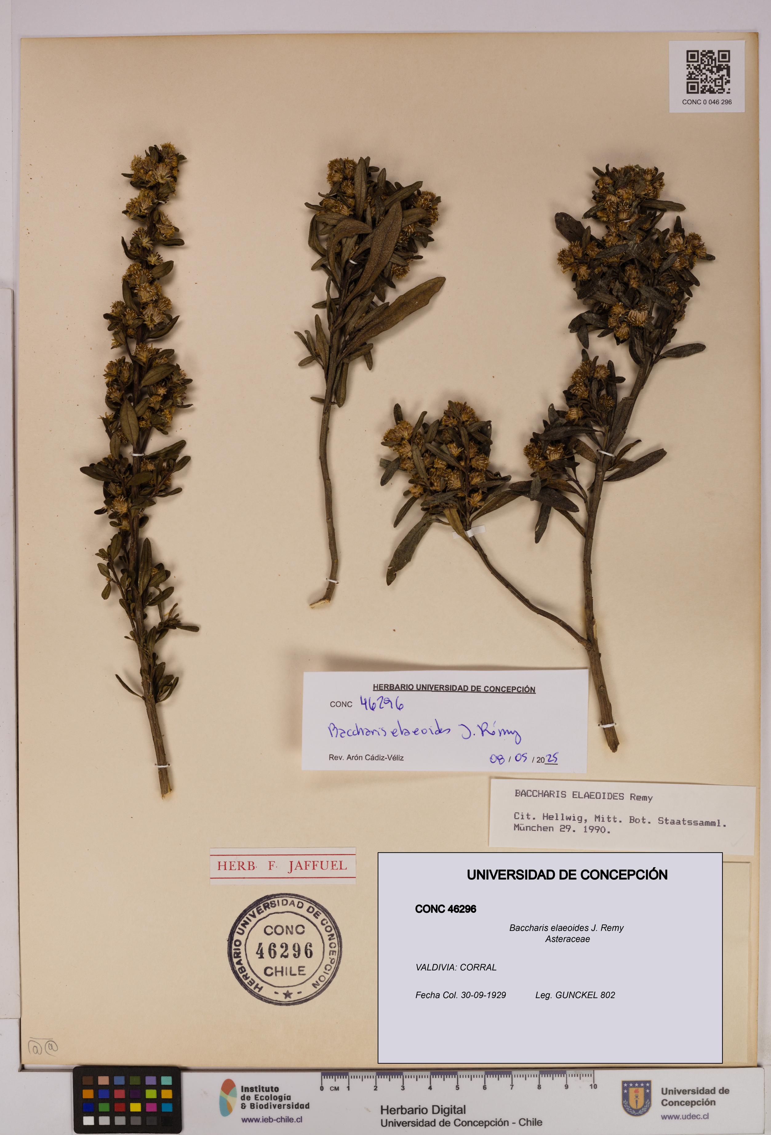 Baccharis elaeoides [Espécimen: UDEC:CONC:0046296]