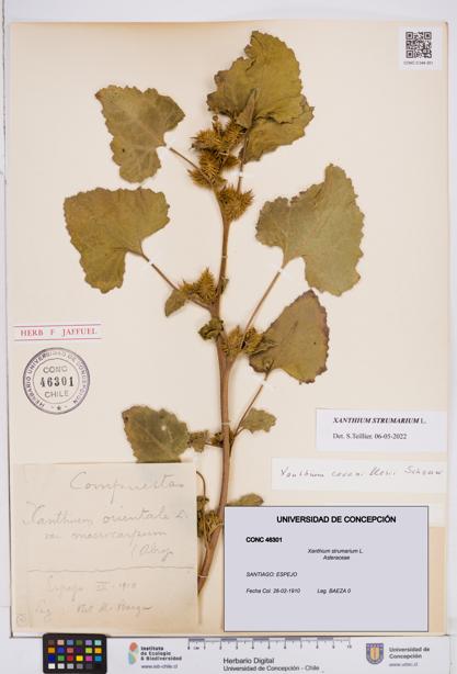 Xanthium strumarium [Espécimen: ]