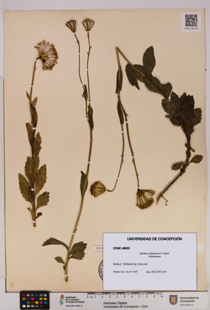 Senecio pilquensis [Espécimen: UDEC:CONC:0046303]