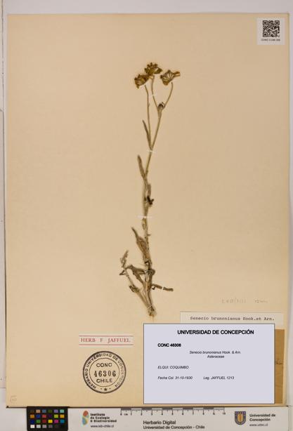Senecio brunonianus [Espécimen: UDEC:CONC:0046306]