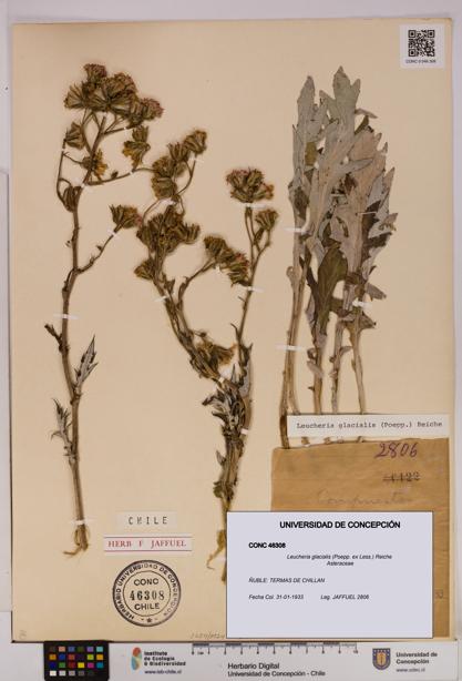 Leucheria glacialis [Espécimen: UDEC:CONC:0046308]