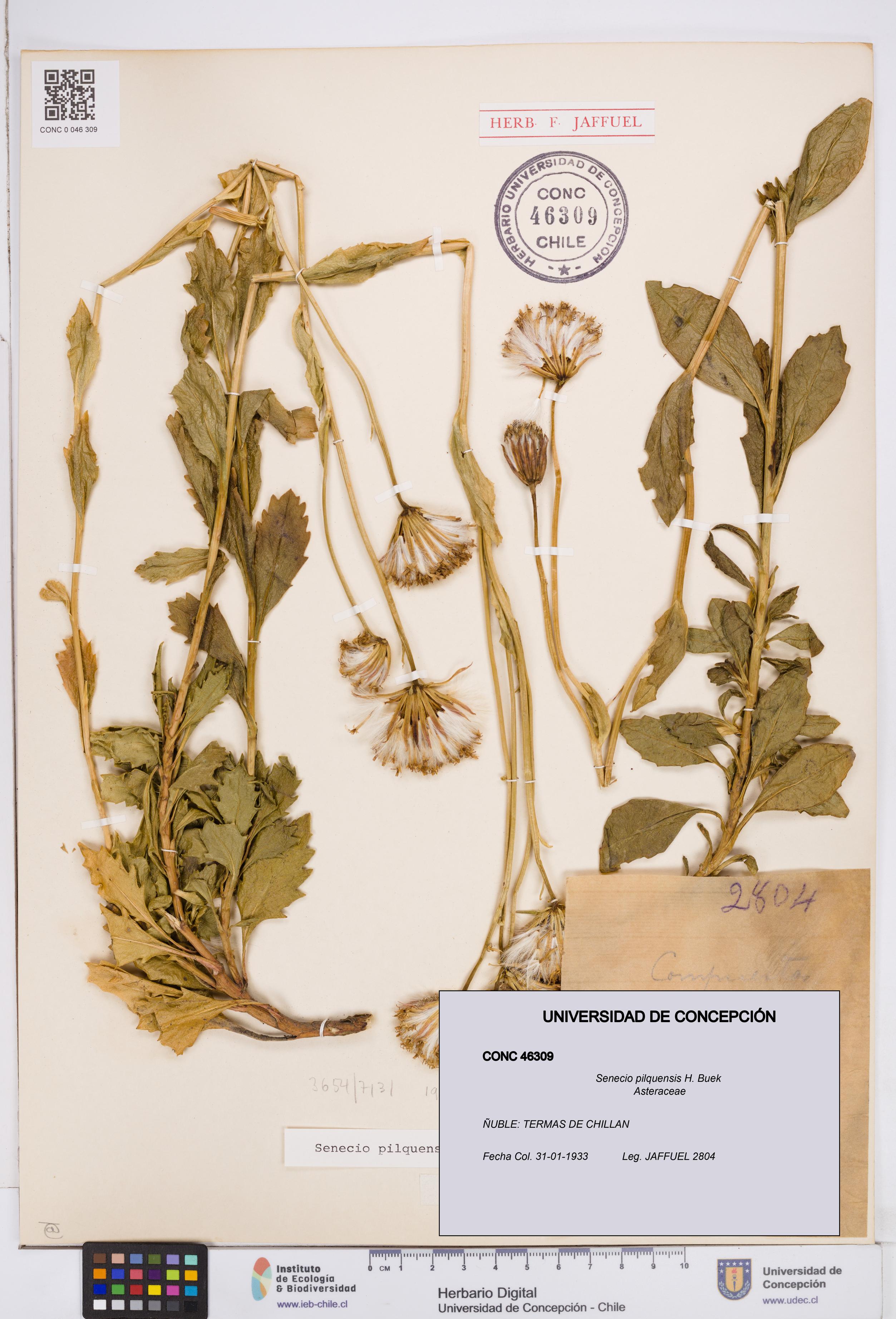 Senecio pilquensis [Espécimen: ]
