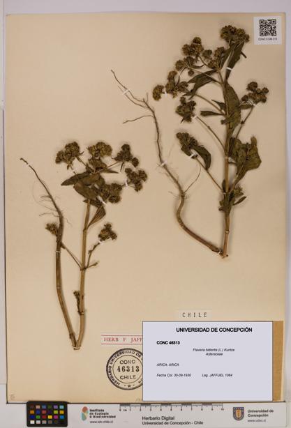 Flaveria bidentis [Espécimen: UDEC:CONC:0046313]
