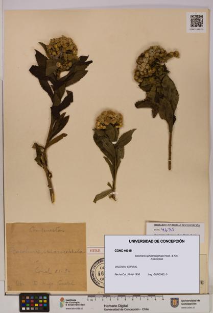Baccharis sphaerocephala [Espécimen: UDEC:CONC:0046315]