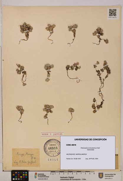 Psilocarphus brevissimus [Espécimen: ]