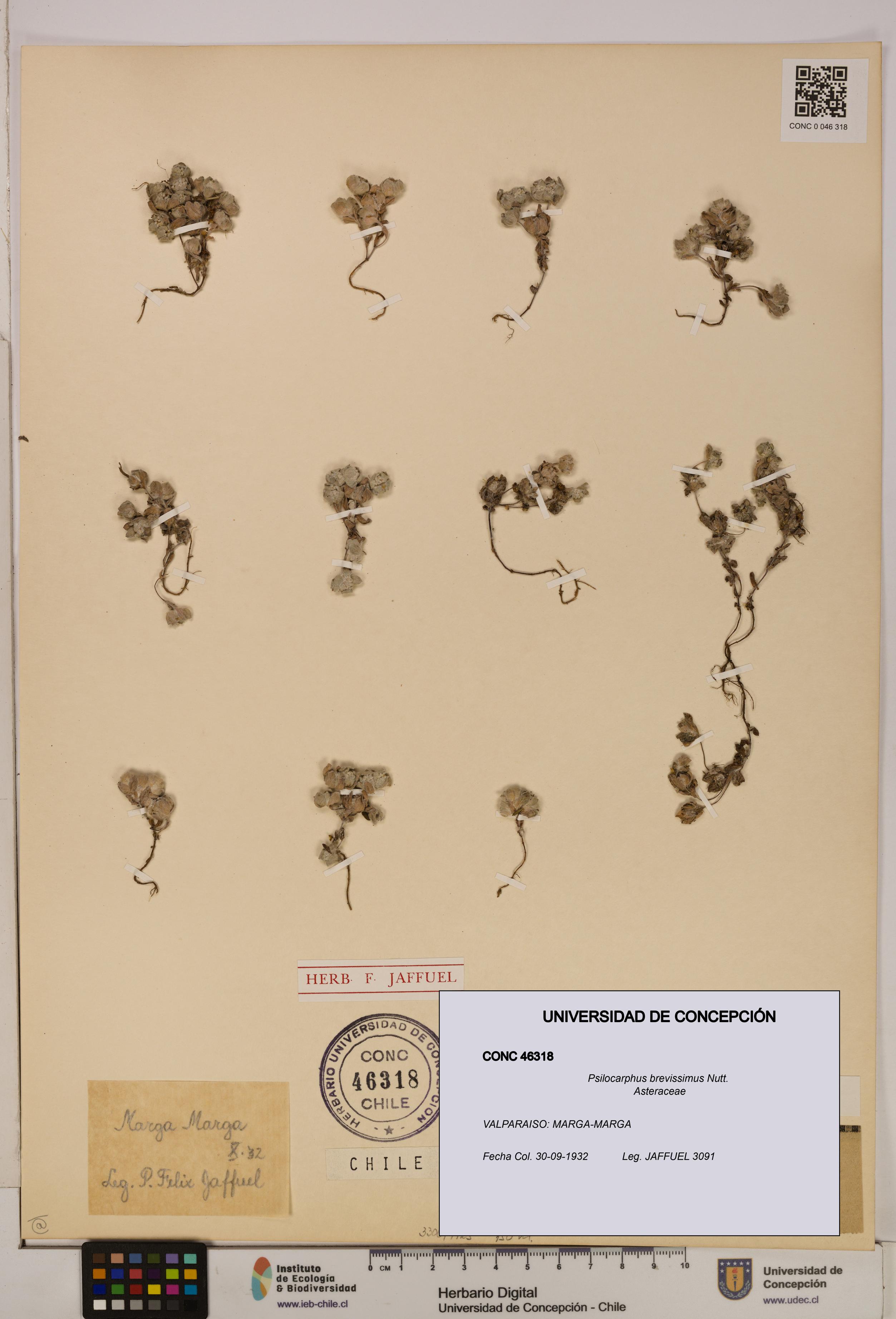 Psilocarphus brevissimus [Espécimen: ]
