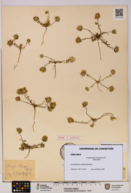 Chaetanthera multicaulis [Espécimen: UDEC:CONC:0046319]