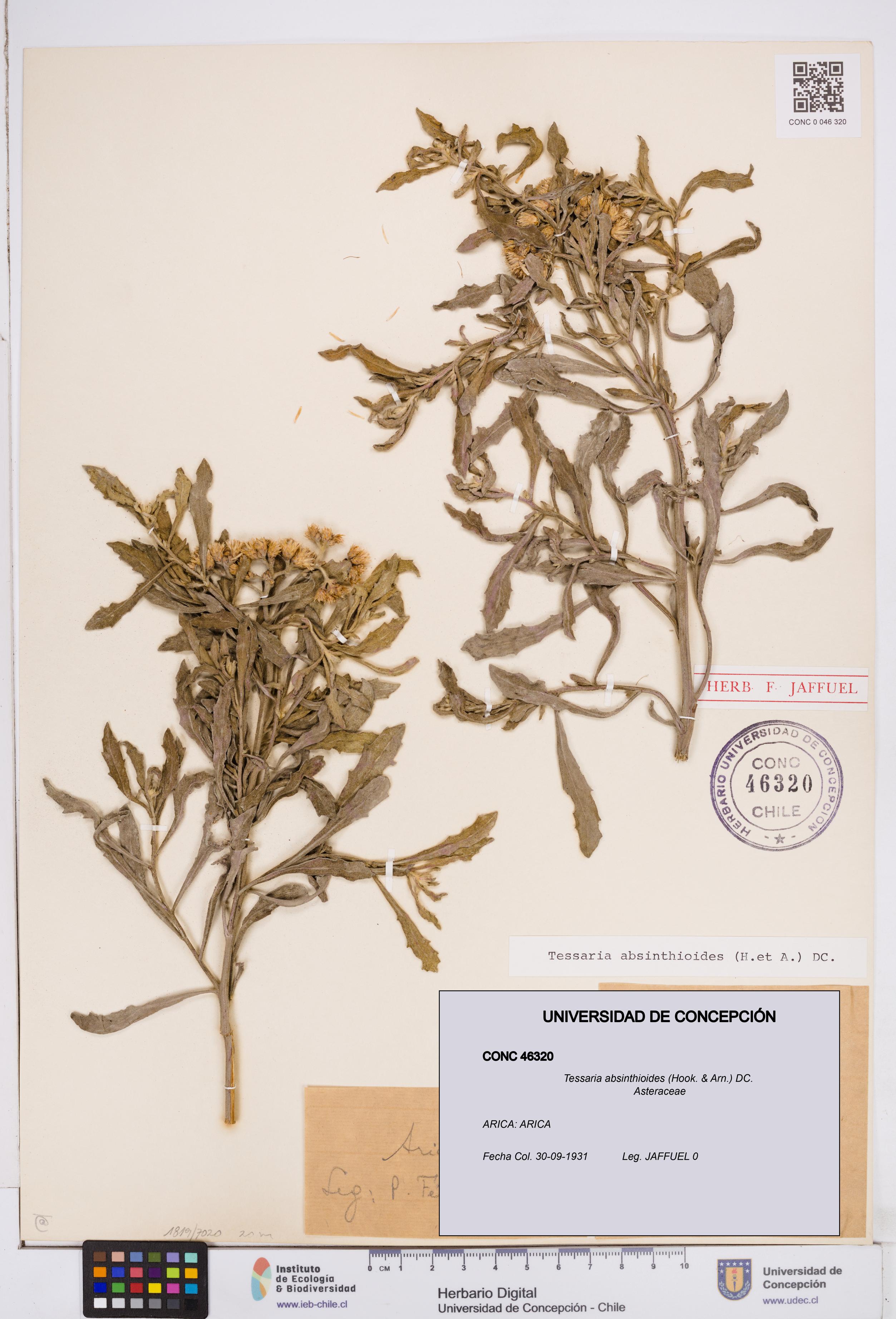 Tessaria absinthioides [Espécimen: ]