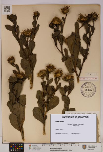 Grindelia glutinosa [Espécimen: UDEC:CONC:0046322]