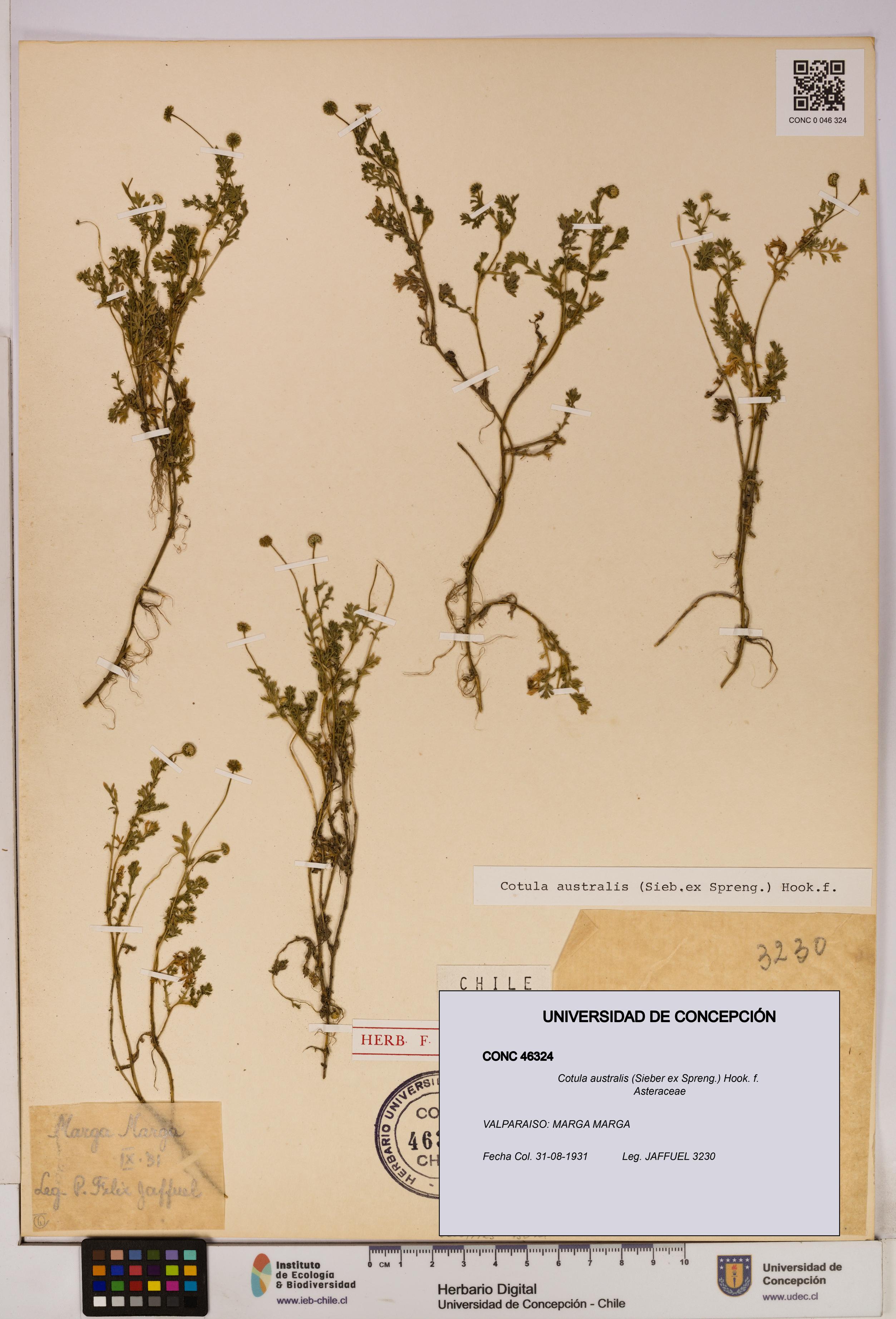 Cotula australis [Espécimen: UDEC:CONC:0046324]
