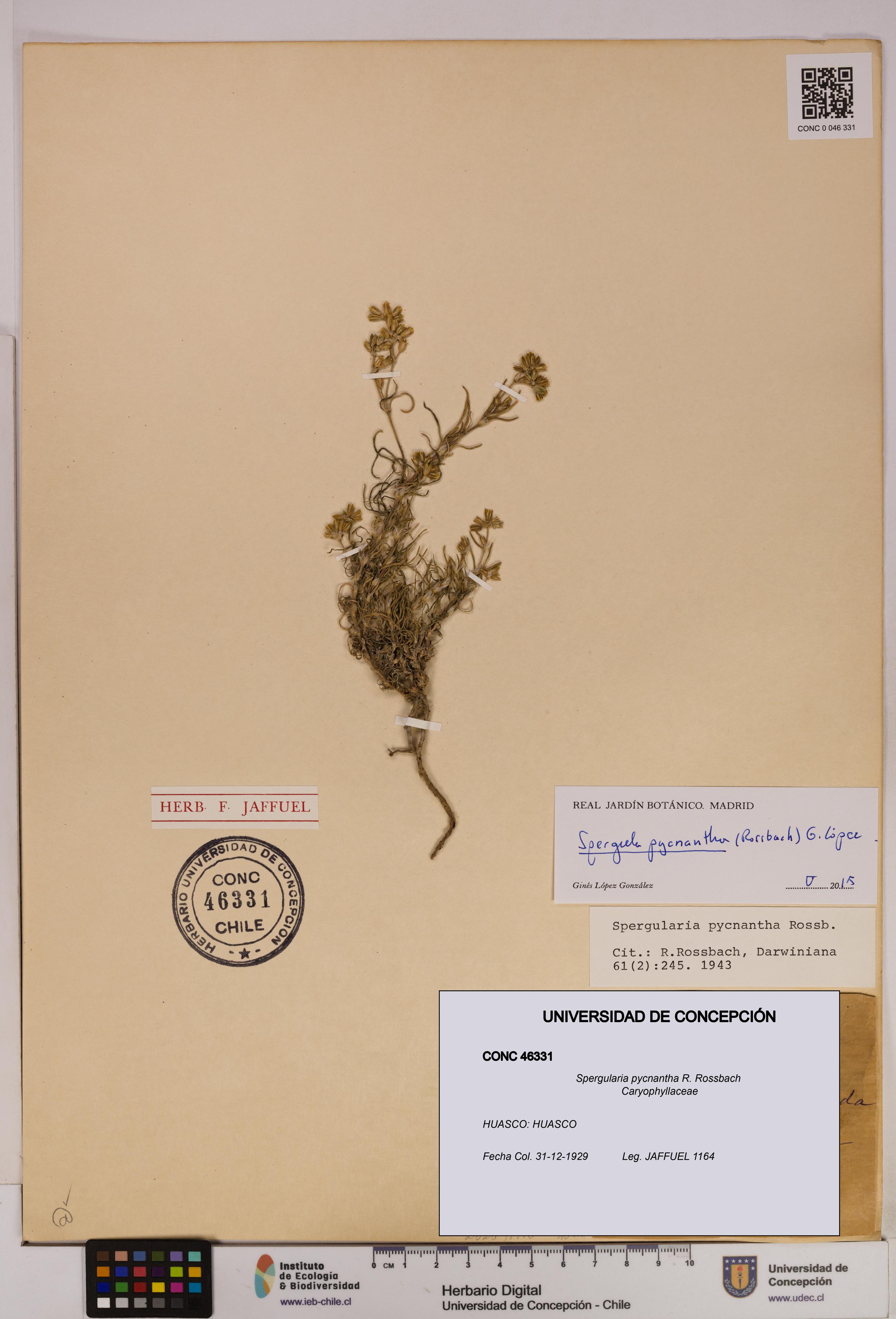 Spergularia pycnantha [Espécimen: UDEC:CONC:0046331]