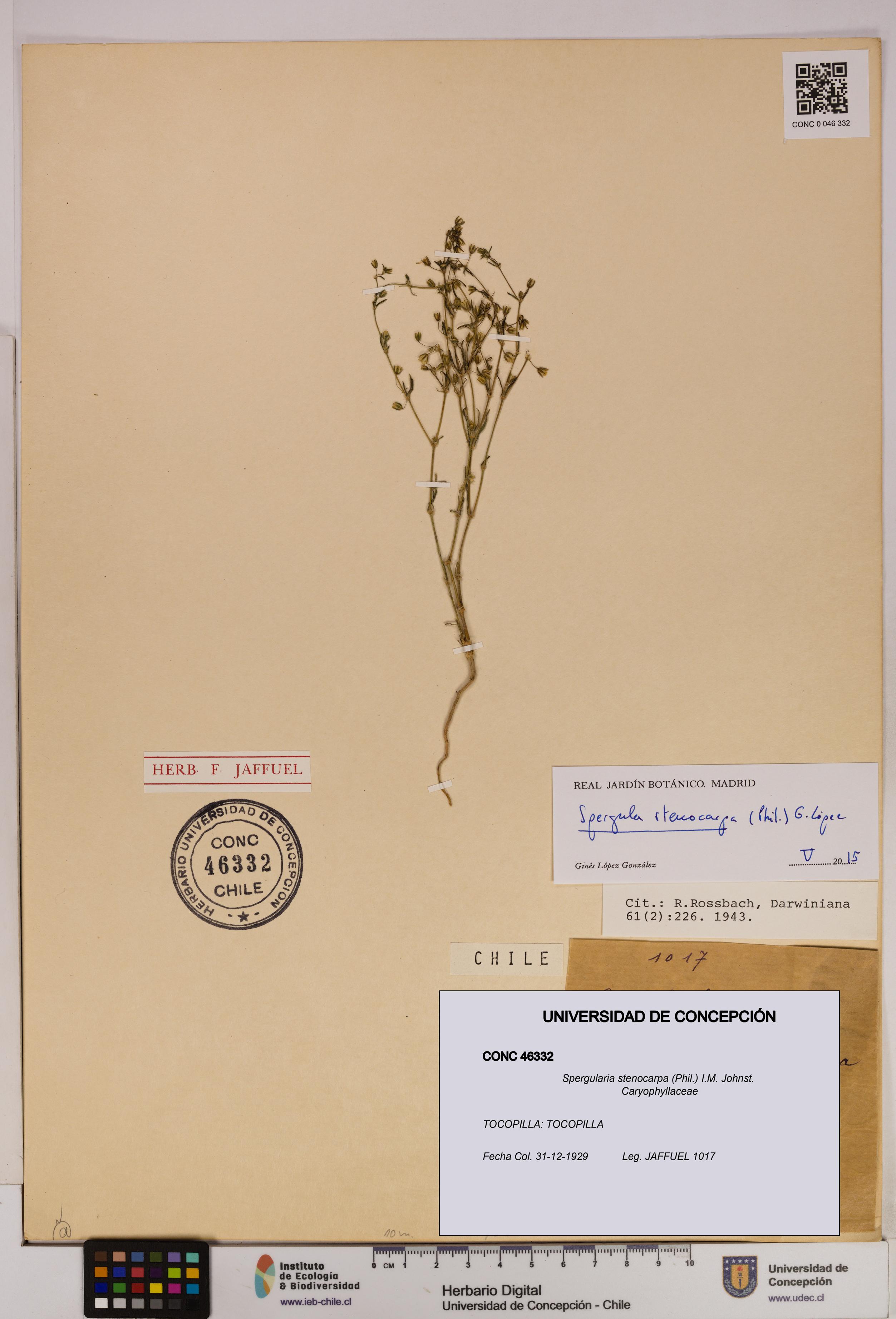 Spergularia stenocarpa [Espécimen: UDEC:CONC:0046332]