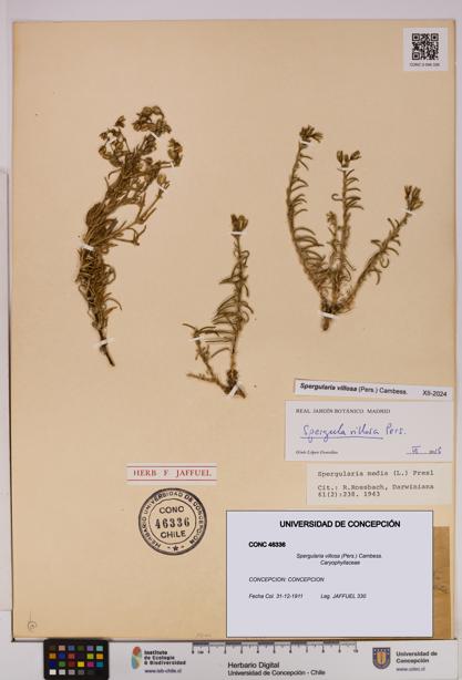 Spergularia villosa [Espécimen: UDEC:CONC:0046336]