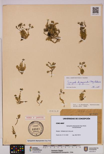 Spergularia depauperata [Espécimen: UDEC:CONC:0046337]