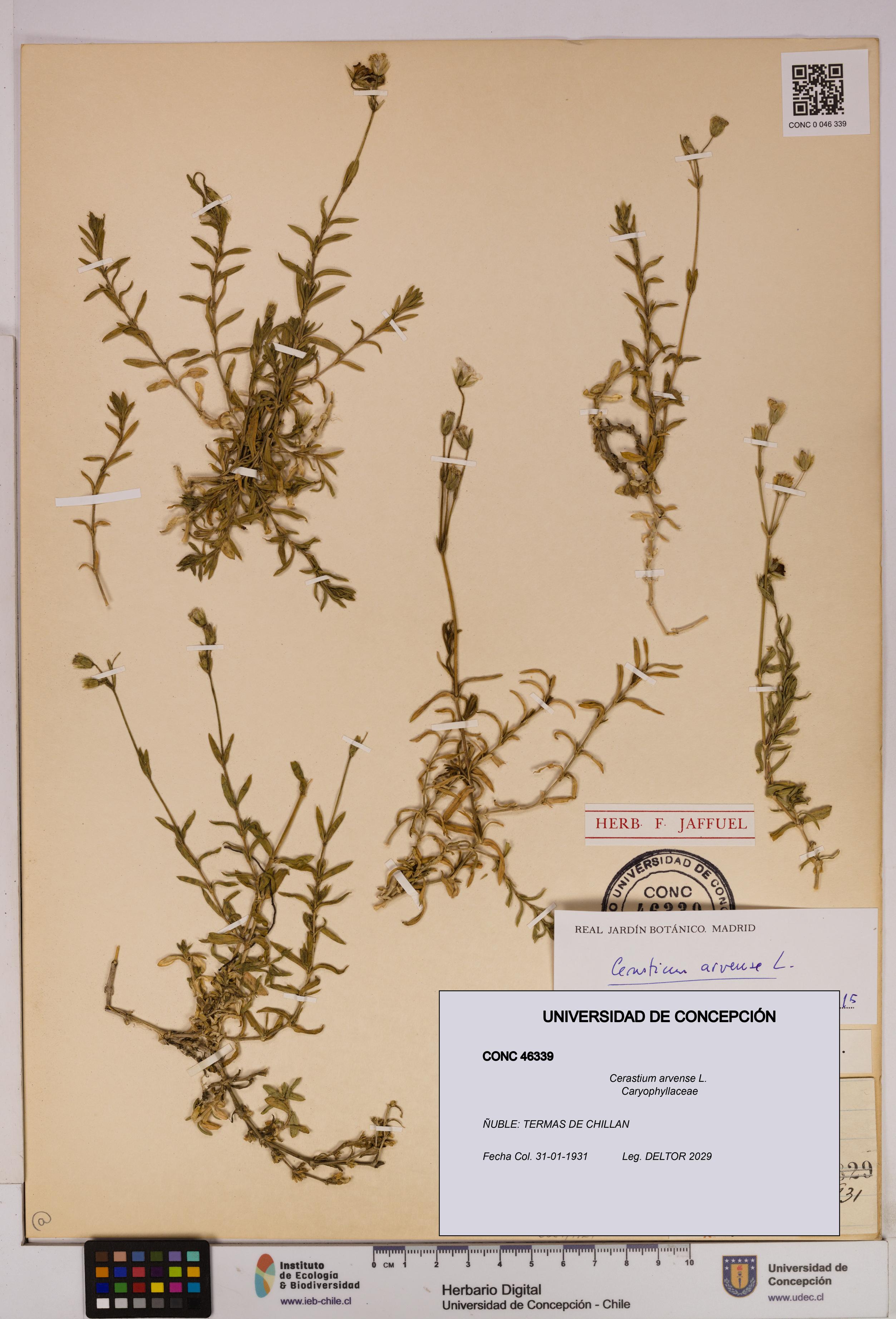 Cerastium arvense [Espécimen: UDEC:CONC:0046339]