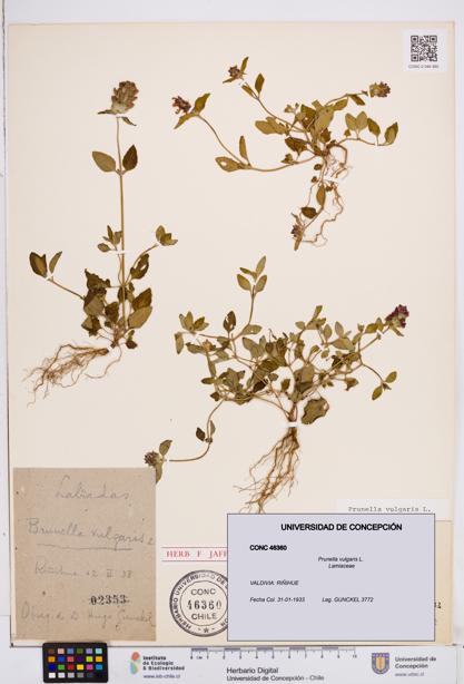 Prunella vulgaris [Espécimen: ]