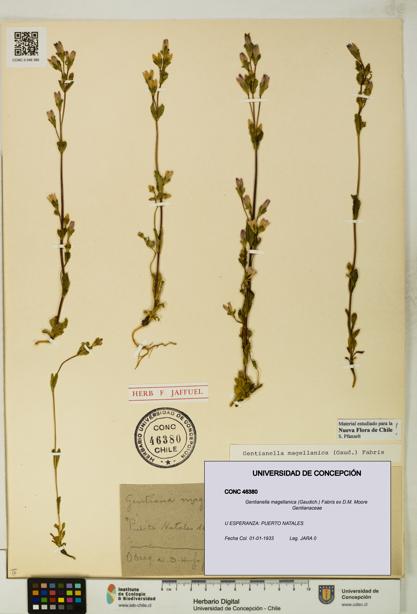 Gentianella magellanica [Espécimen: UDEC:CONC:0046380]