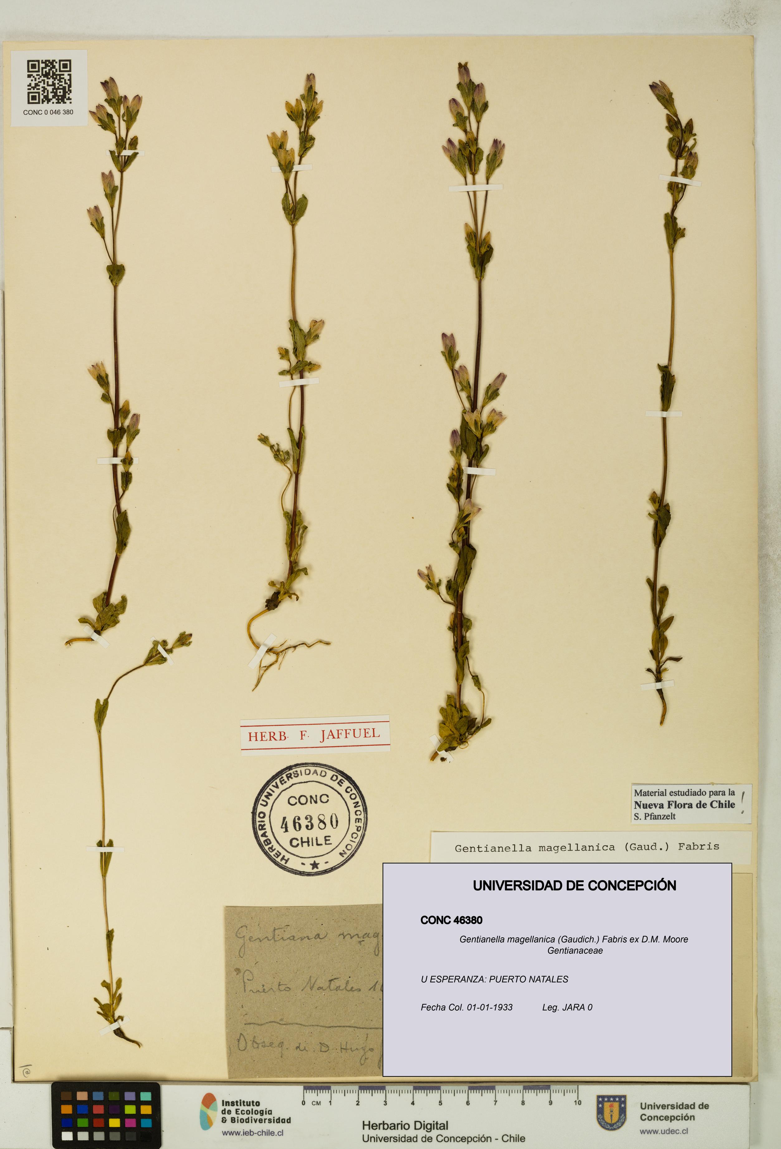 Gentianella magellanica [Espécimen: UDEC:CONC:0046380]
