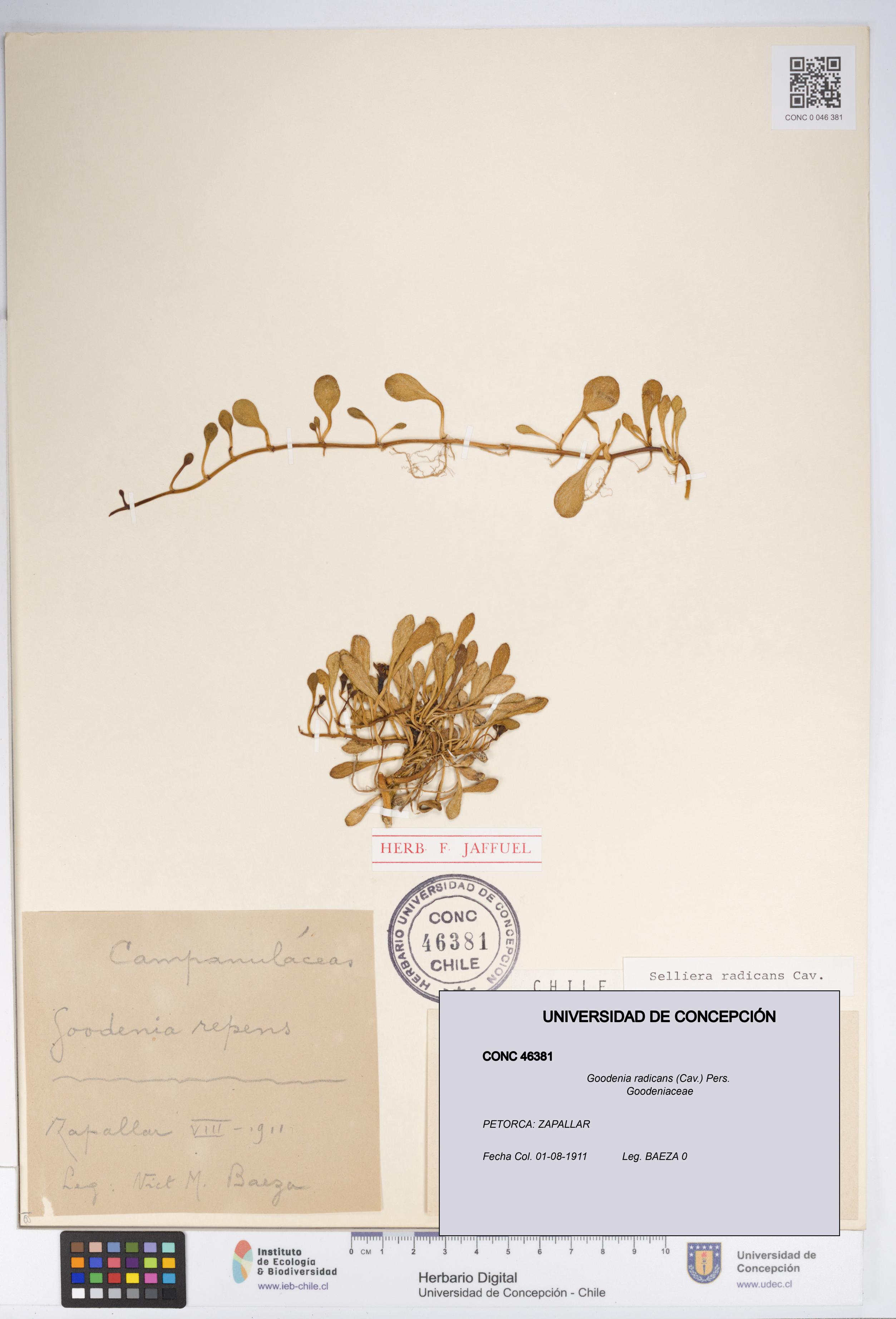 Goodenia radicans [Espécimen: UDEC:CONC:0046381]