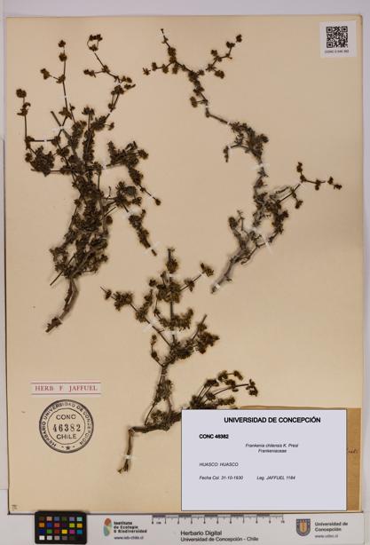 Frankenia chilensis [Espécimen: UDEC:CONC:0046382]