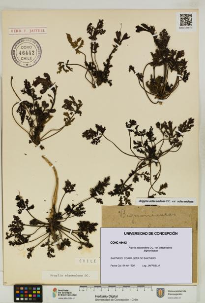 Argylia adscendens [Espécimen: UDEC:CONC:0046442]